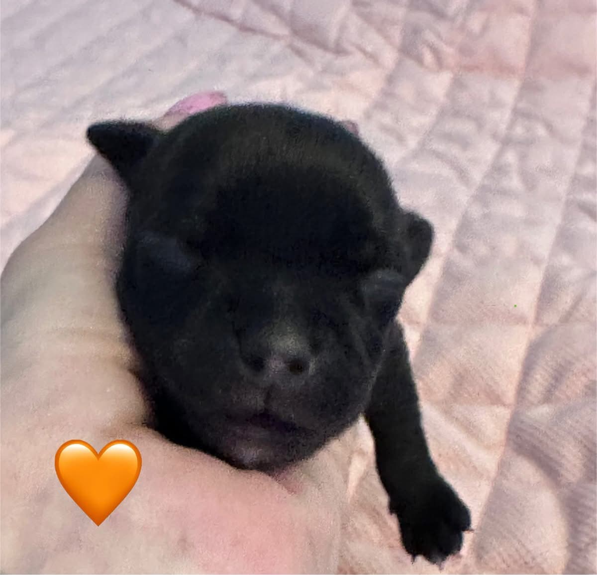 Coco’s 2 kuld - Billede 4