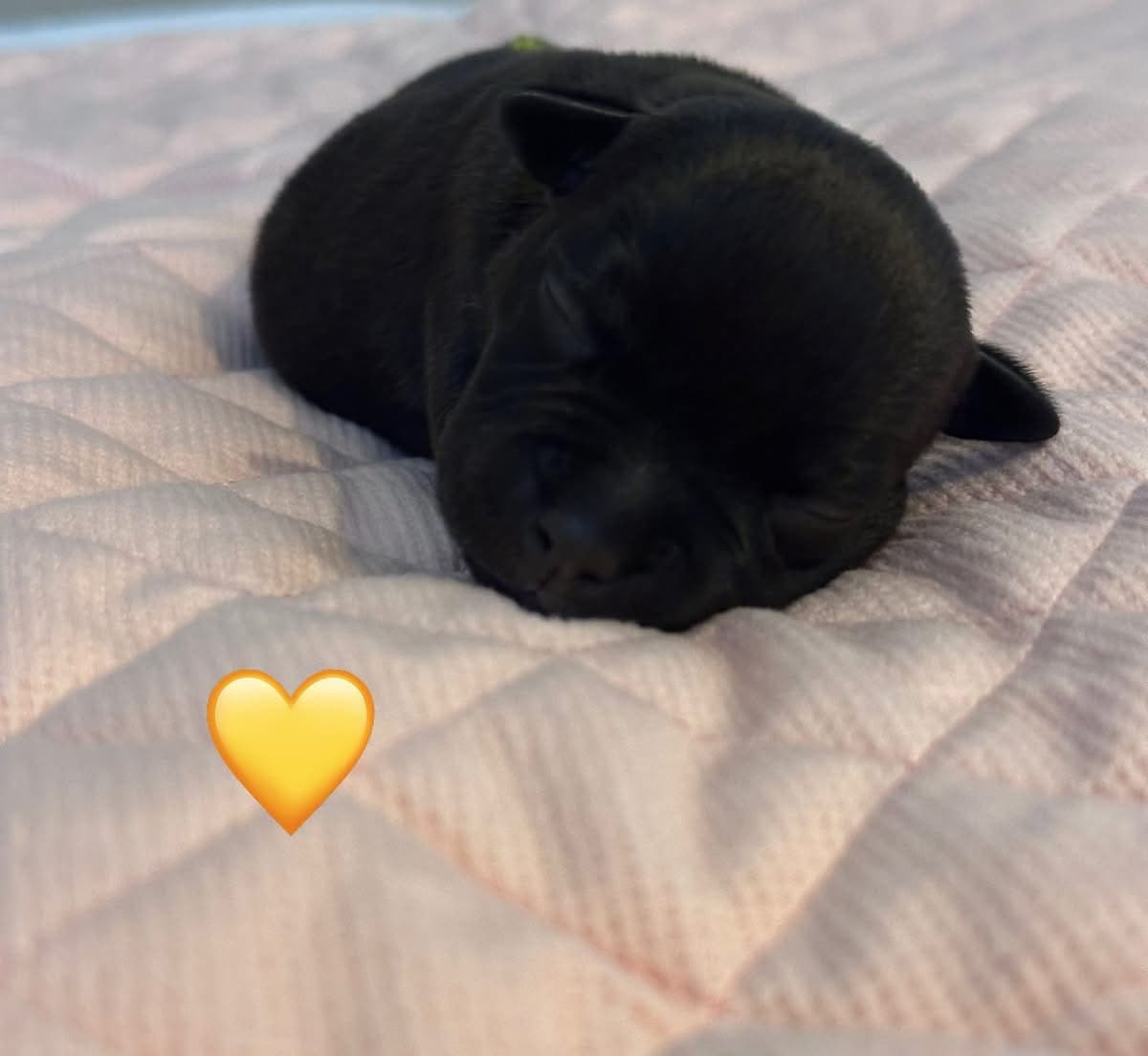 Coco’s 2 kuld - Billede 5