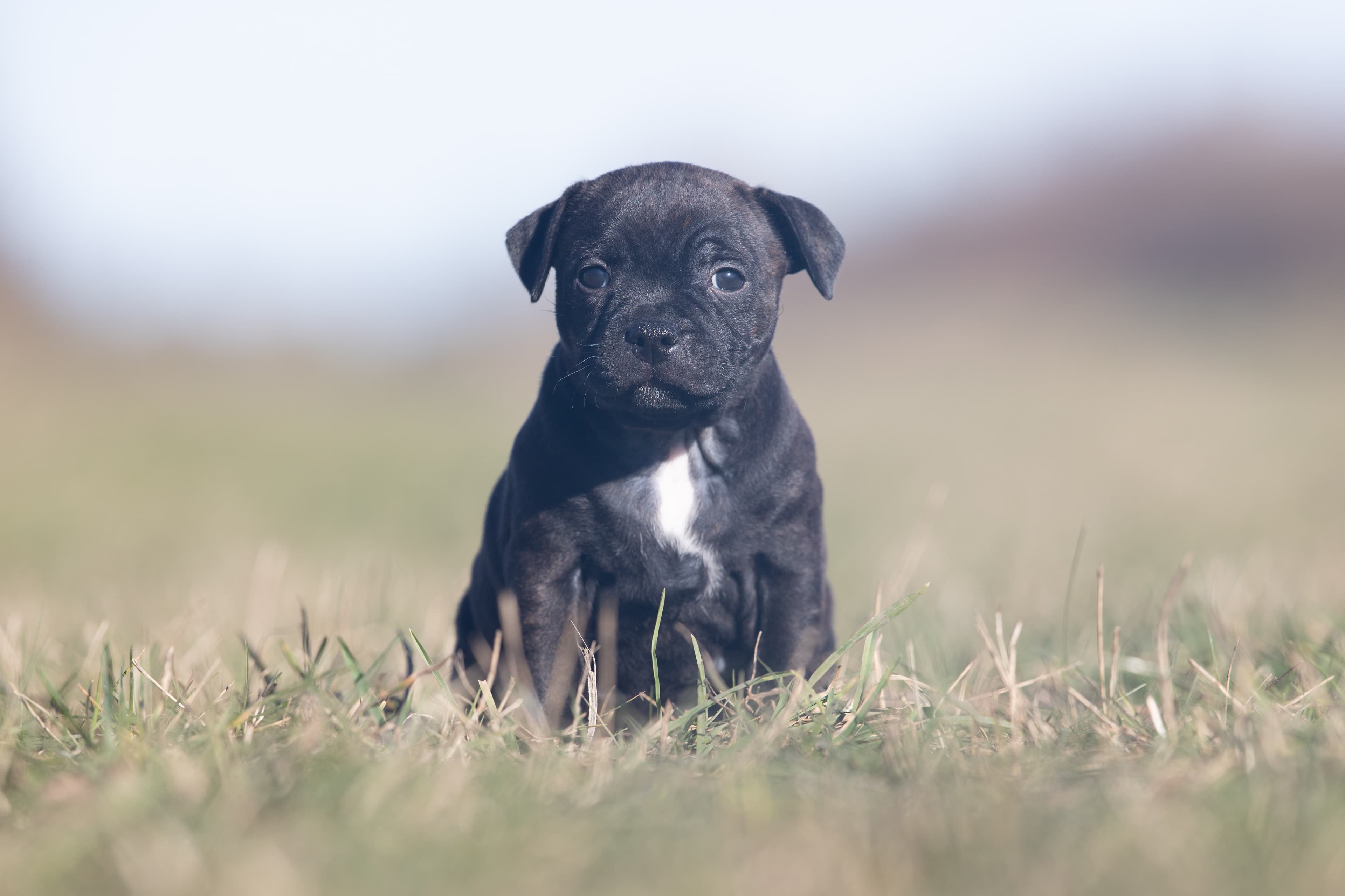 Coco’s 1 kuld - Billede 11