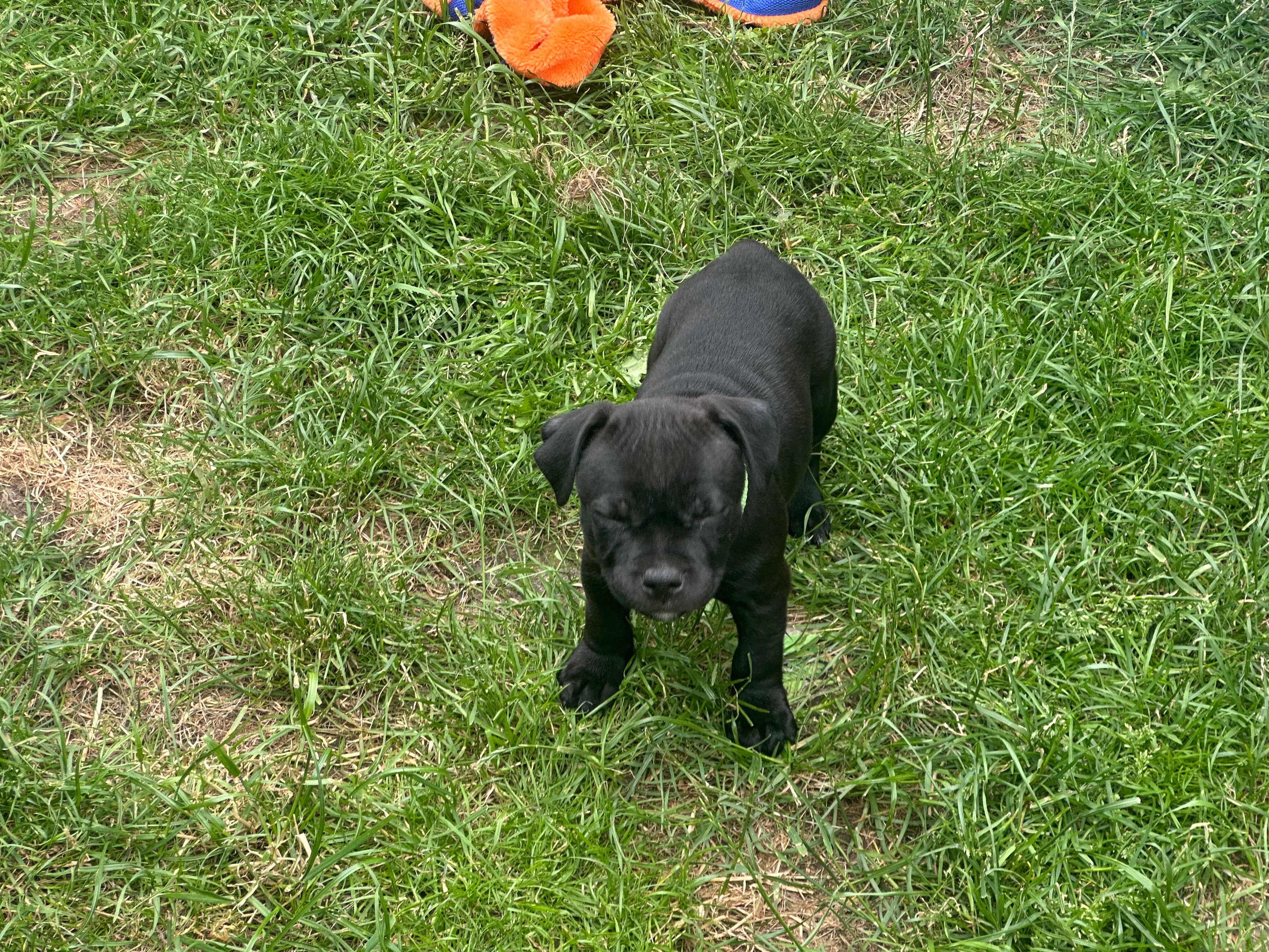 Coco’s 2 kuld - Billede 17