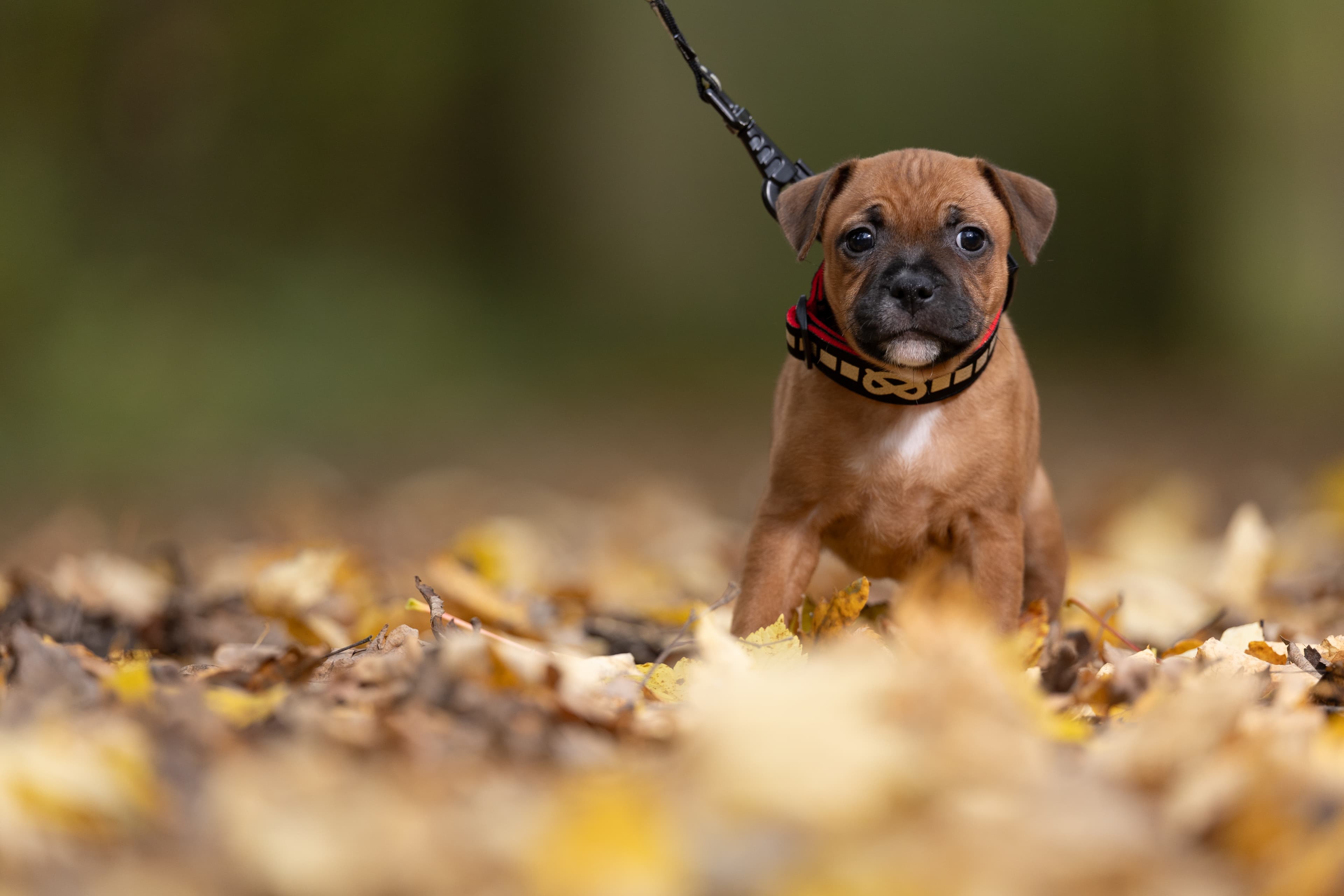 Chica’s 1 kuld - Billede 4