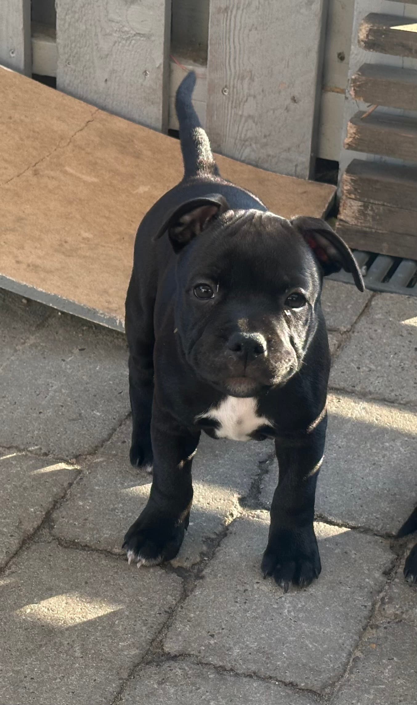 Coco’s 2 kuld - Billede 10