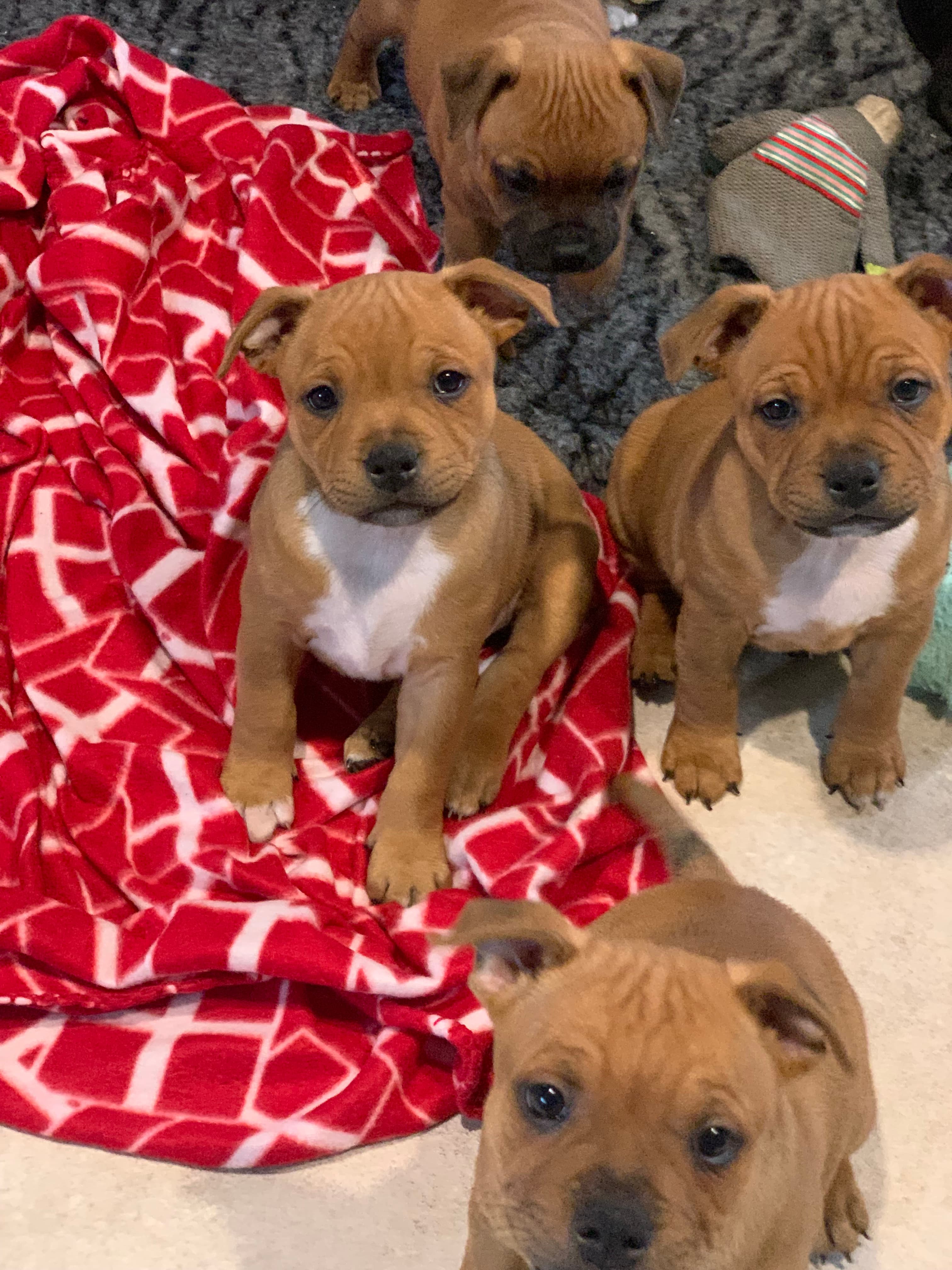 Coco’s 1 kuld - Billede 7