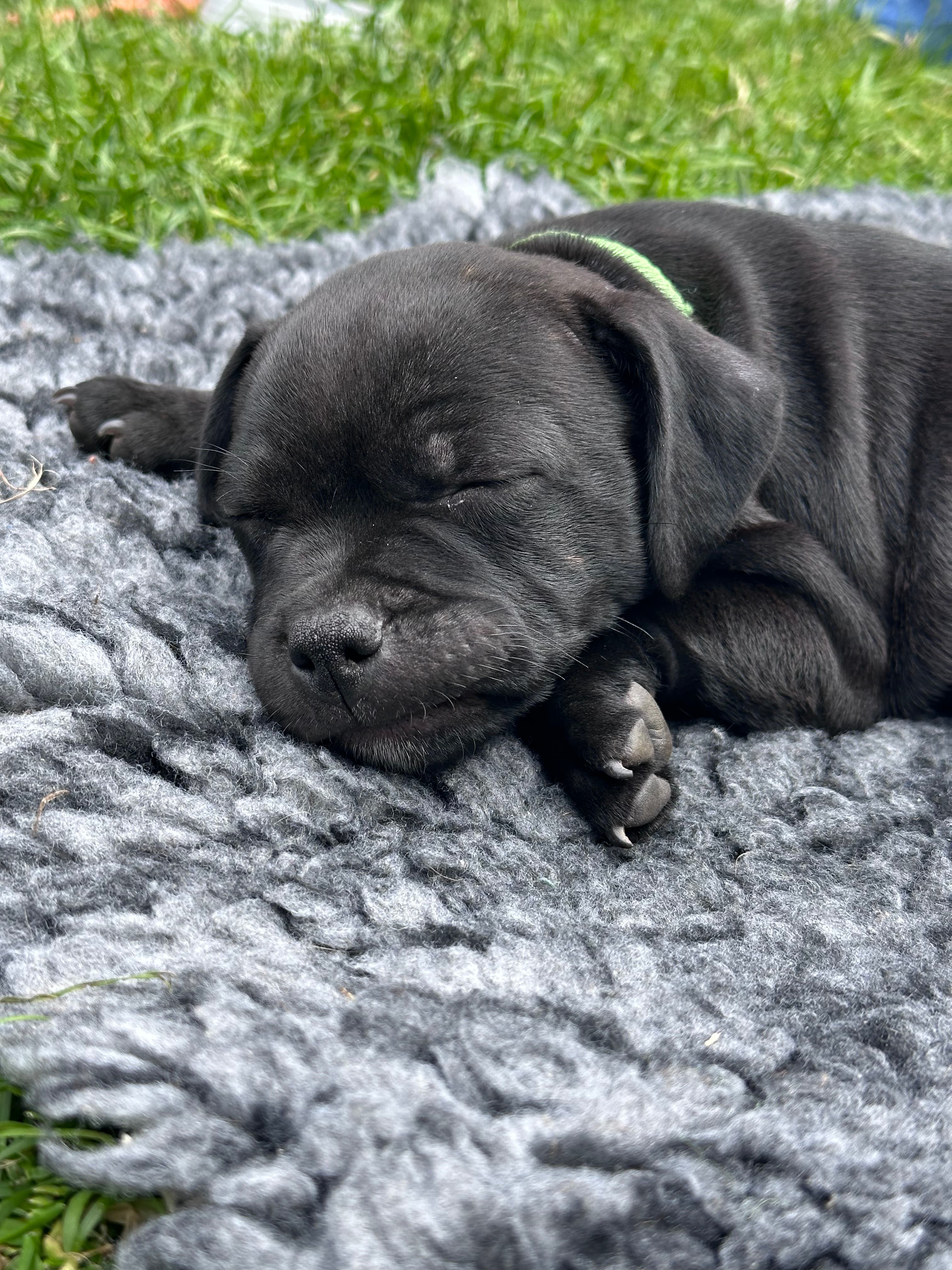 Coco’s 2 kuld - Billede 2