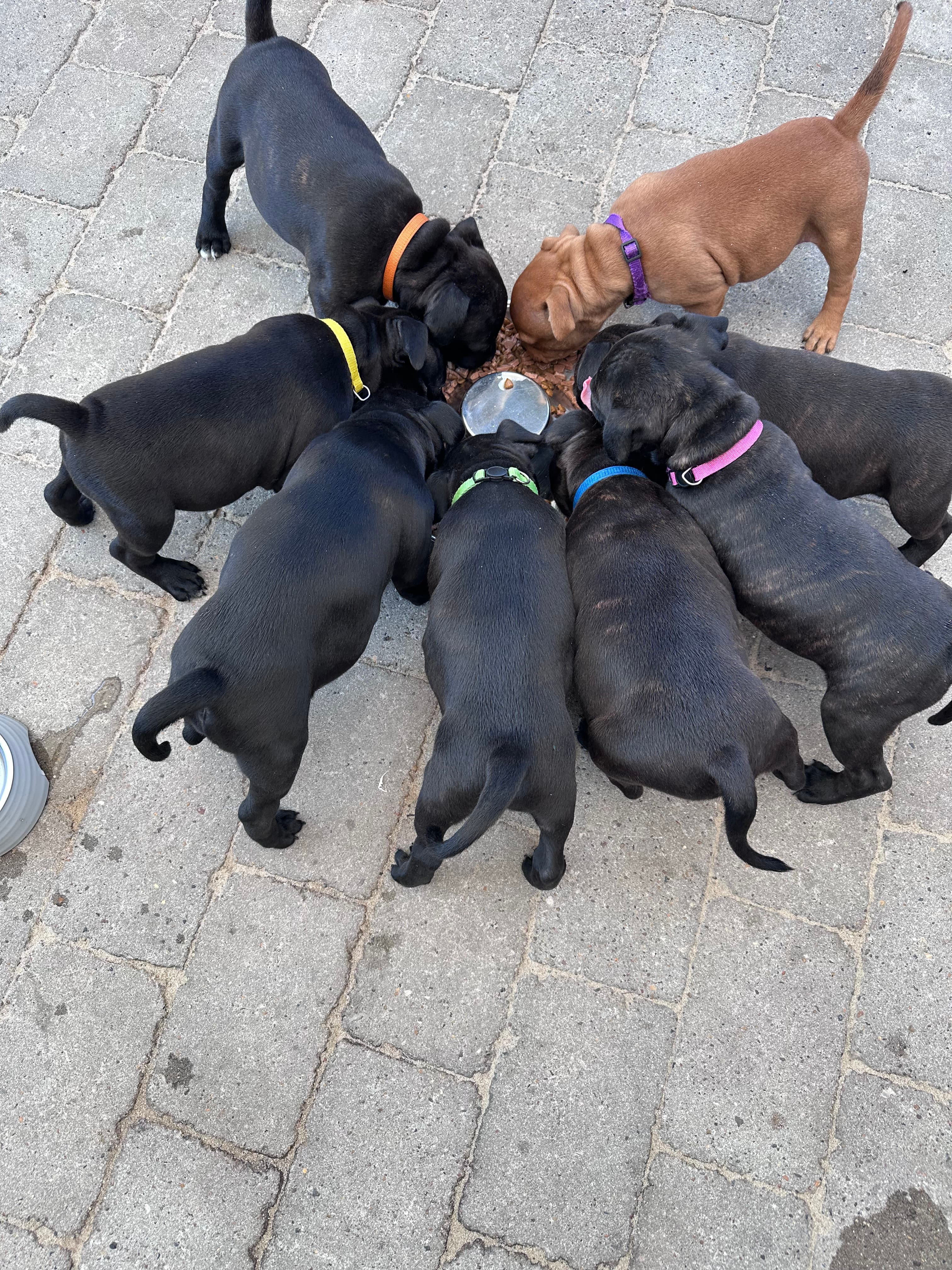 Coco’s 2 kuld - Billede 18