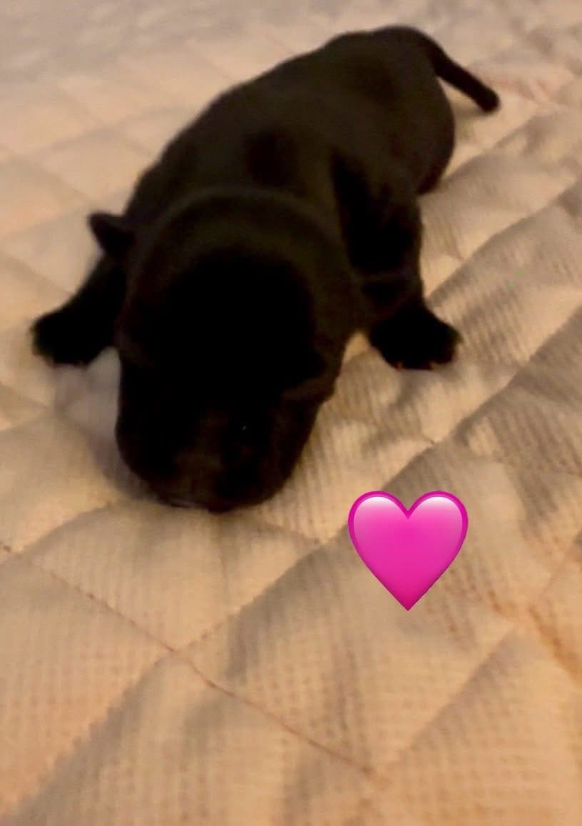 Coco’s 2 kuld - Billede 8