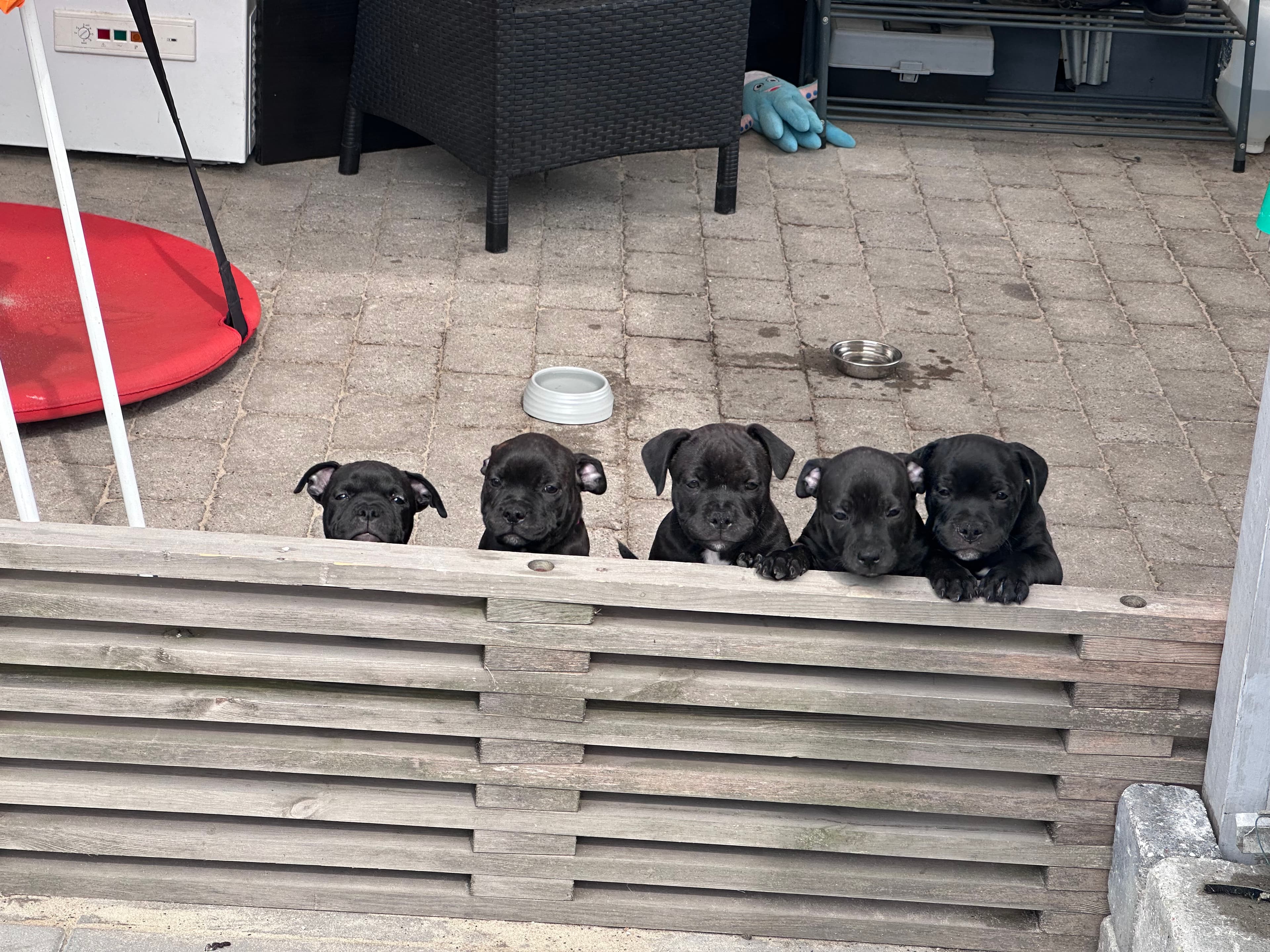 Coco’s 2 kuld - Billede 11