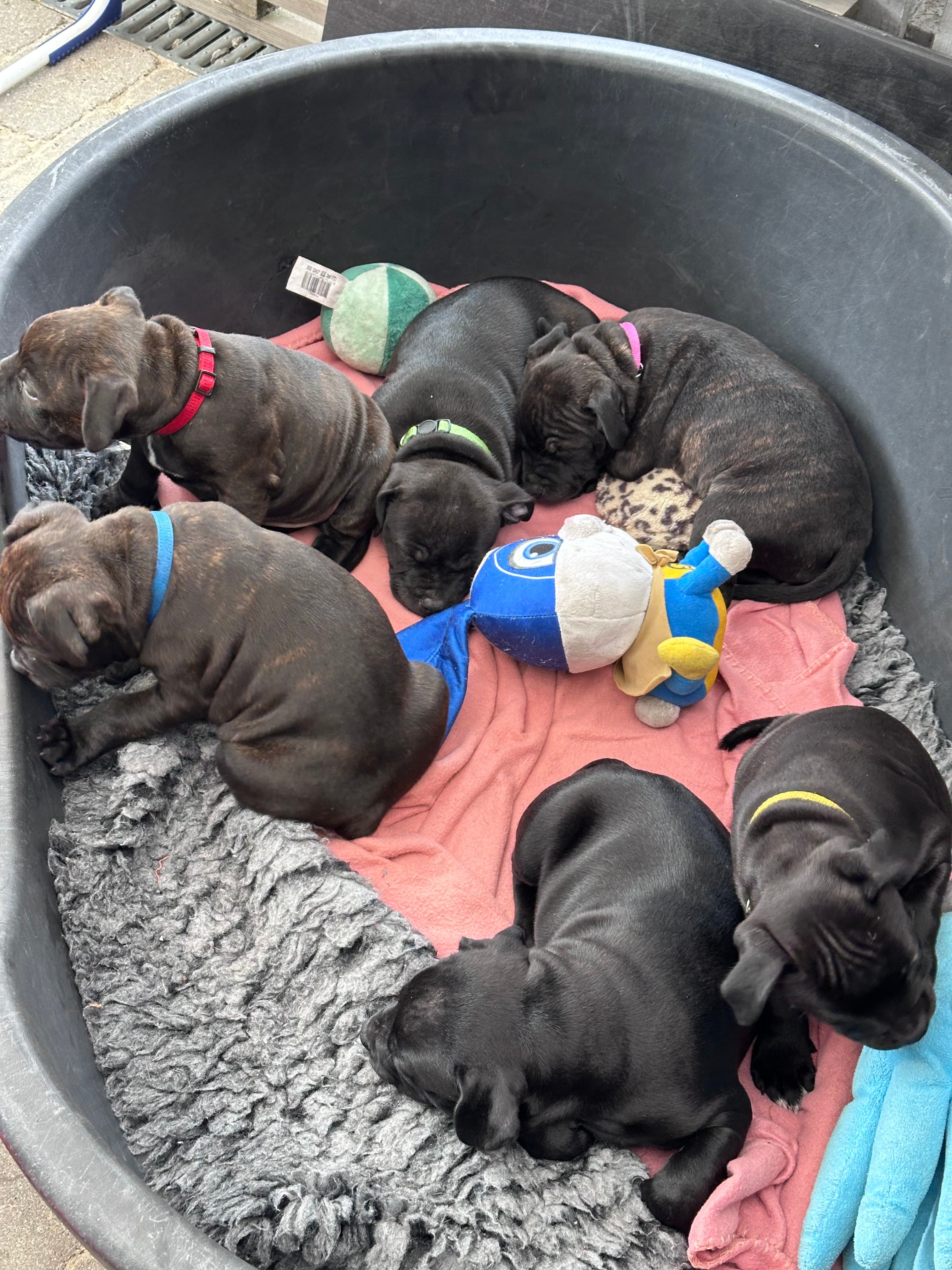 Coco’s 2 kuld - Billede 15