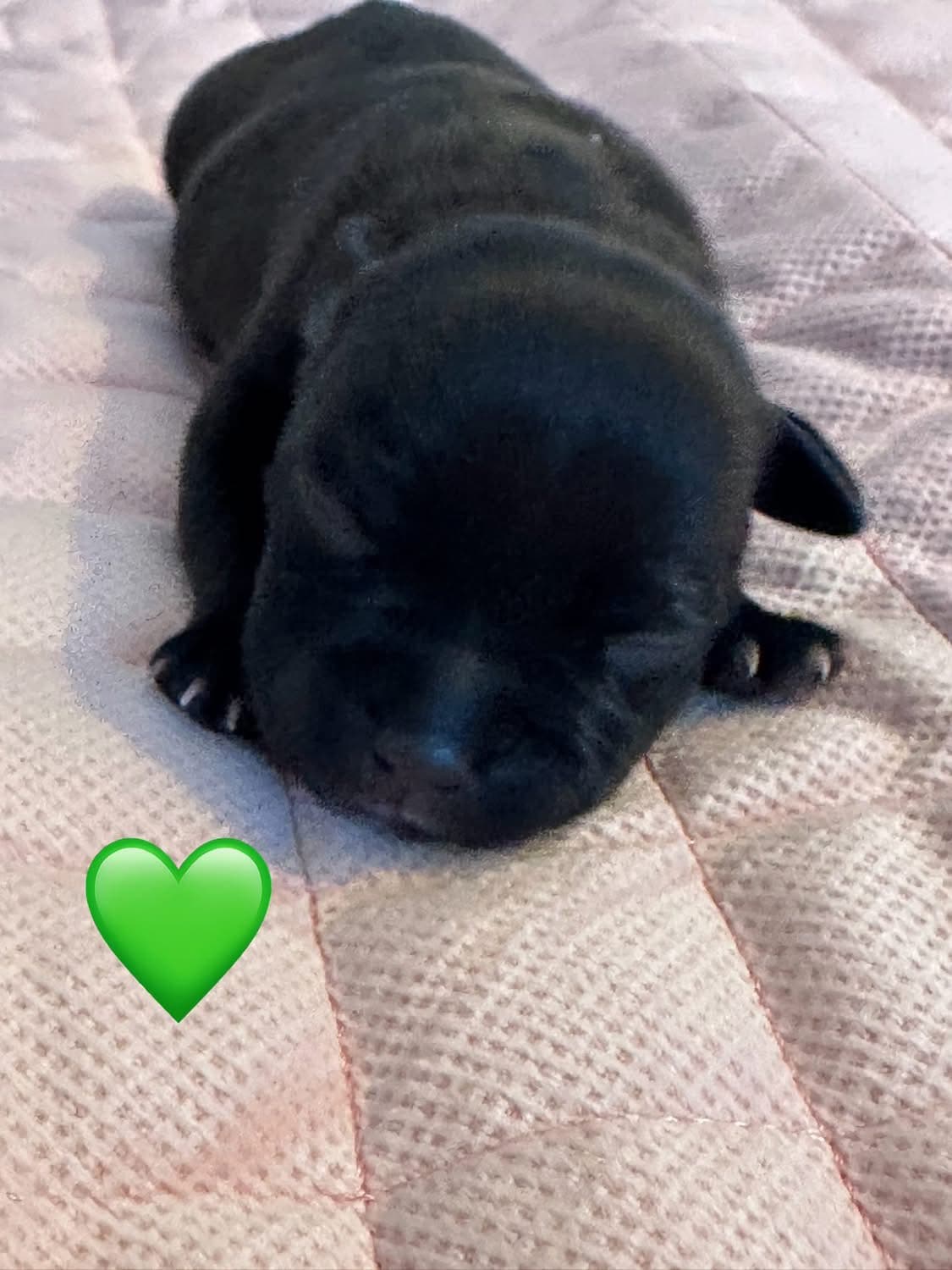 Coco’s 2 kuld - Billede 13