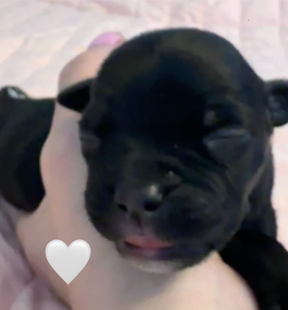 Coco’s 2 kuld - Billede 7