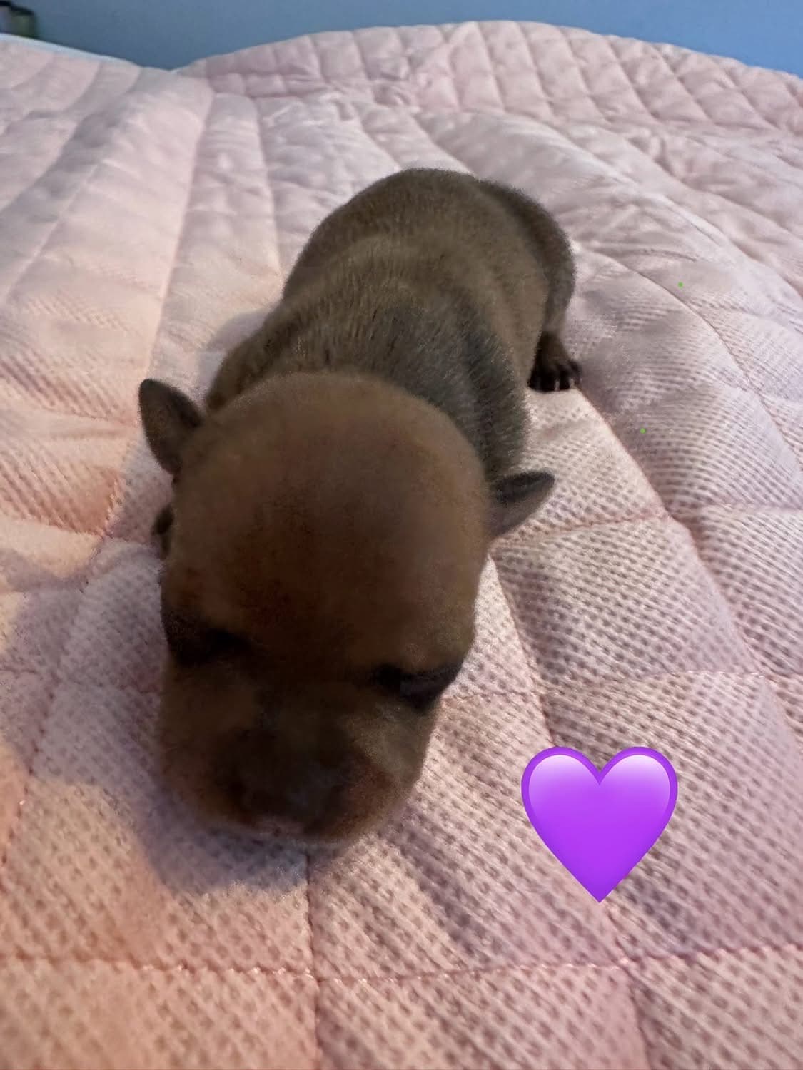 Coco’s 2 kuld - Billede 6