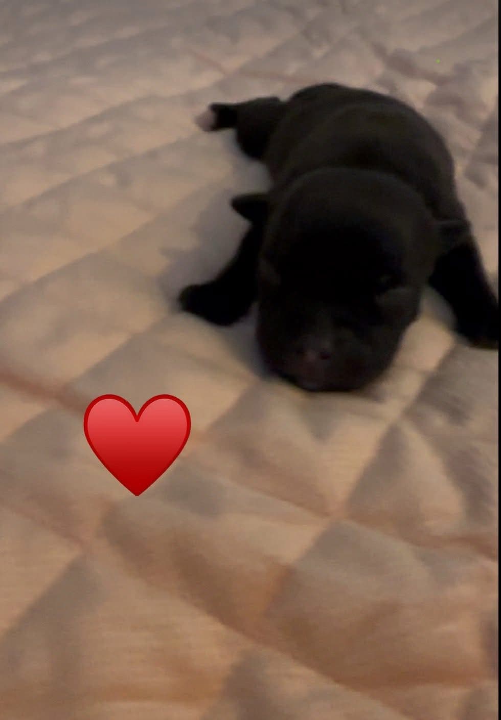 Coco’s 2 kuld - Billede 9