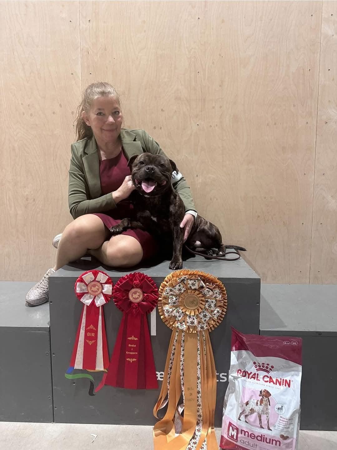 🥨🎄 Christmas special dog show 🎄🥨
💙 Flor de Cerezo Magneto 💙 🔥 Louis 🔥
EXC 1 🥇 BM1 🎖️ BOB 🏆 BIG 1 🥇
Judge: Gitte Finnich Pedersen 🇩🇰
Criticism: "3.2 year old male, very well cut head with correct midline, good expression, correct muzzle, correct scissor bite, neck is relatively long, set right at the shoulder, excellent topline, correct musculature everywhere, very prominent back muscles, correct loin, lovely wide thighs, well muscled, correct paws, excellent movements, excellent color and coat"