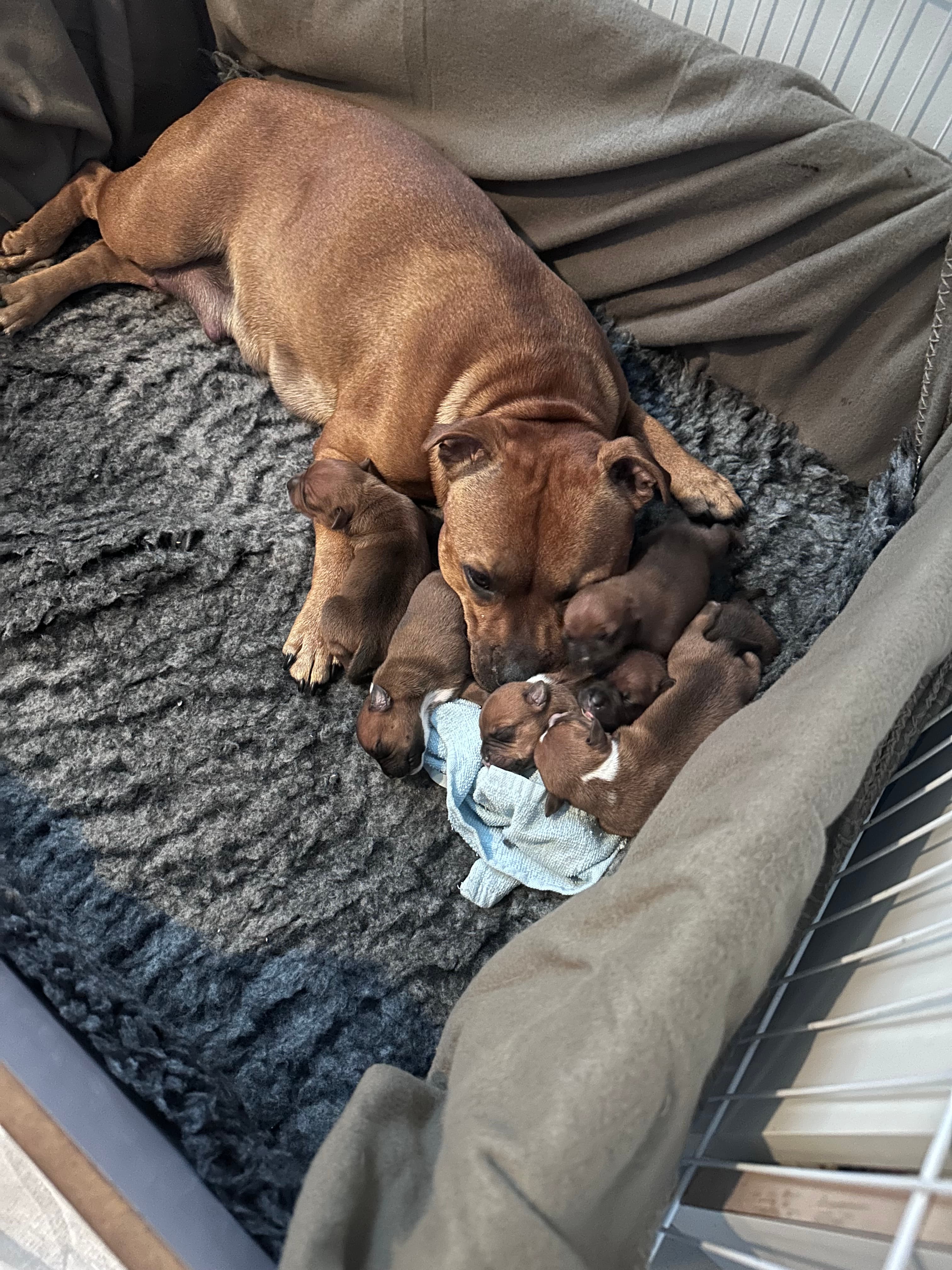 Chica’s 1 kuld - Billede 12