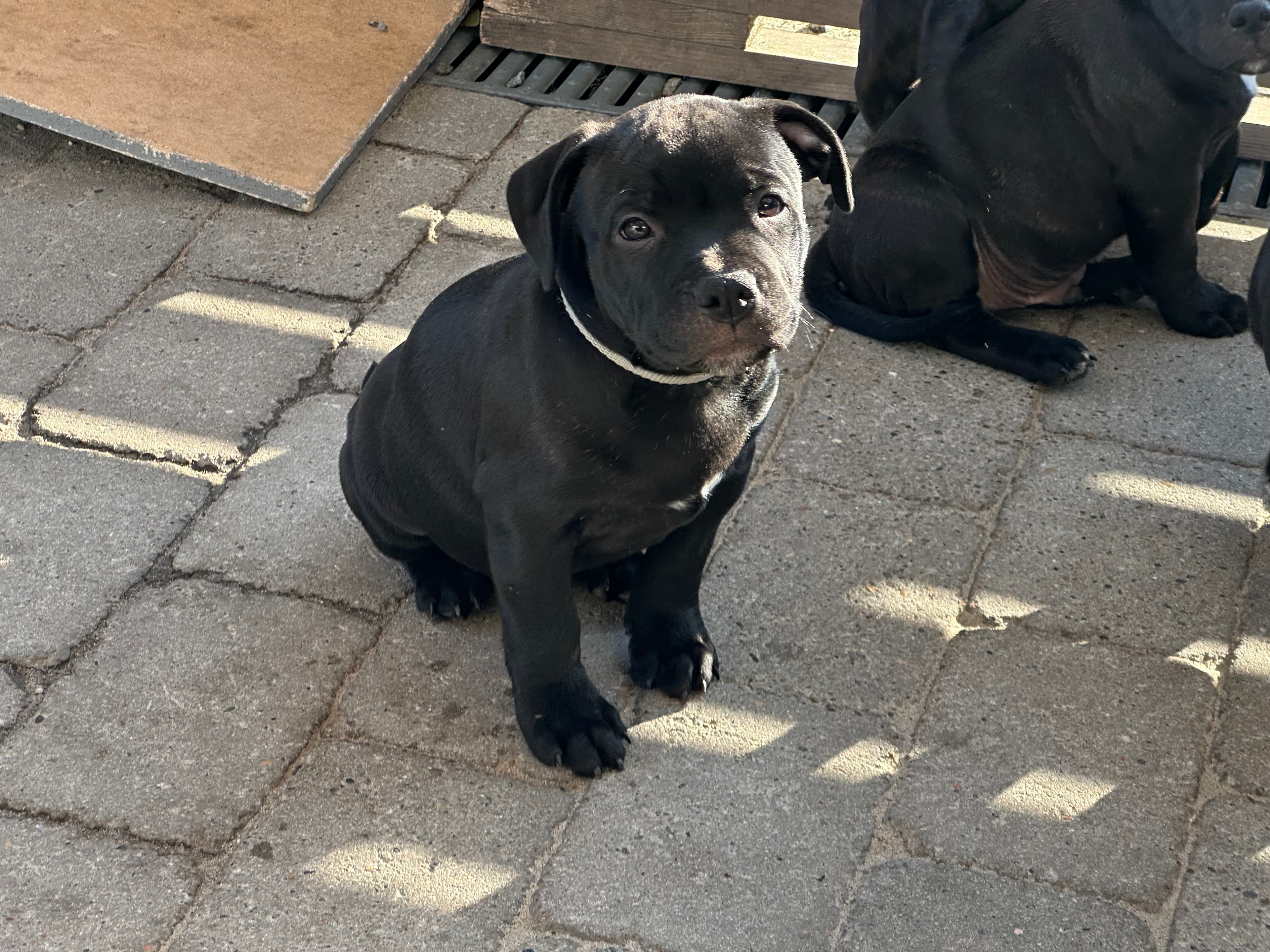 Coco’s 2 kuld - Billede 16