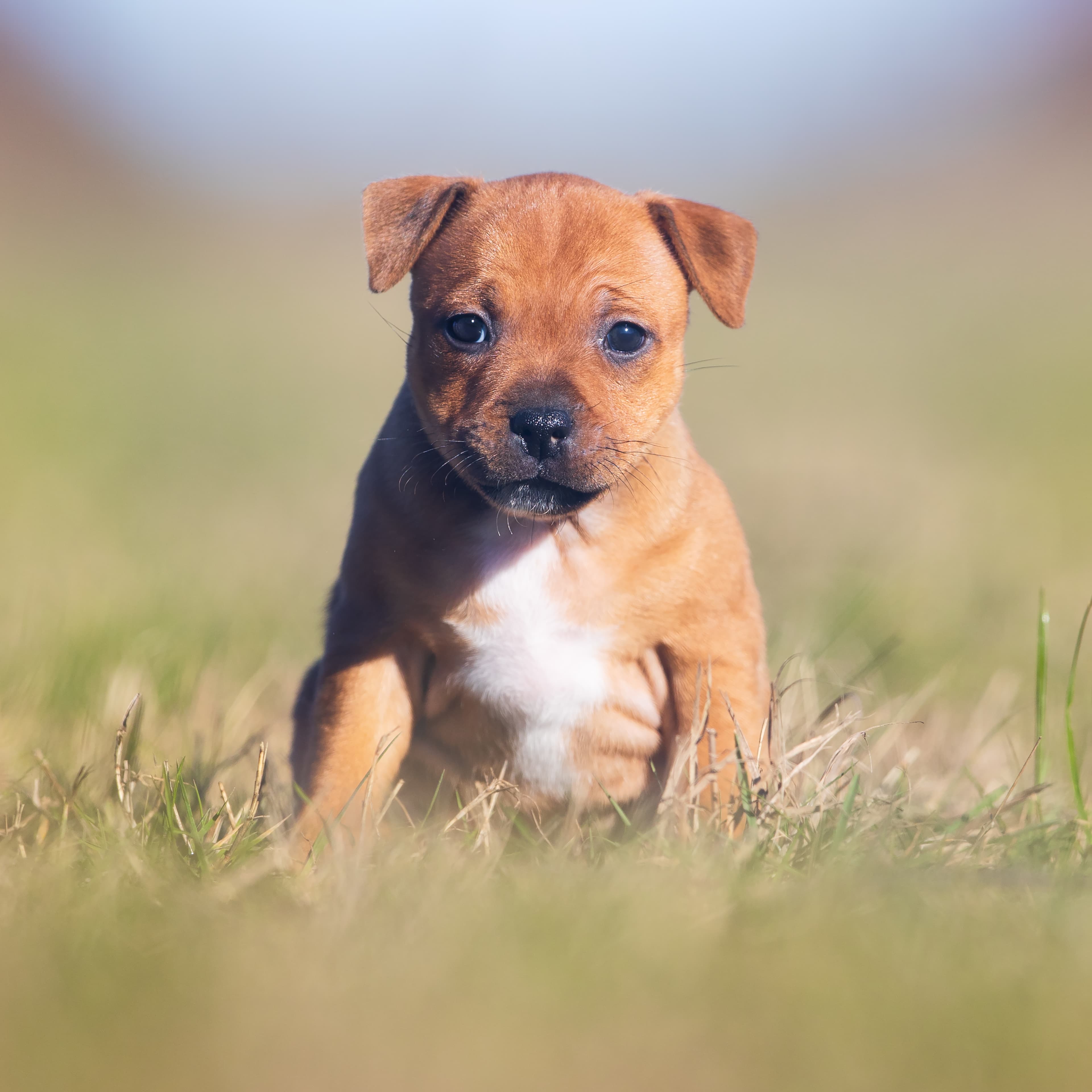 Coco’s 1 kuld - Billede 9