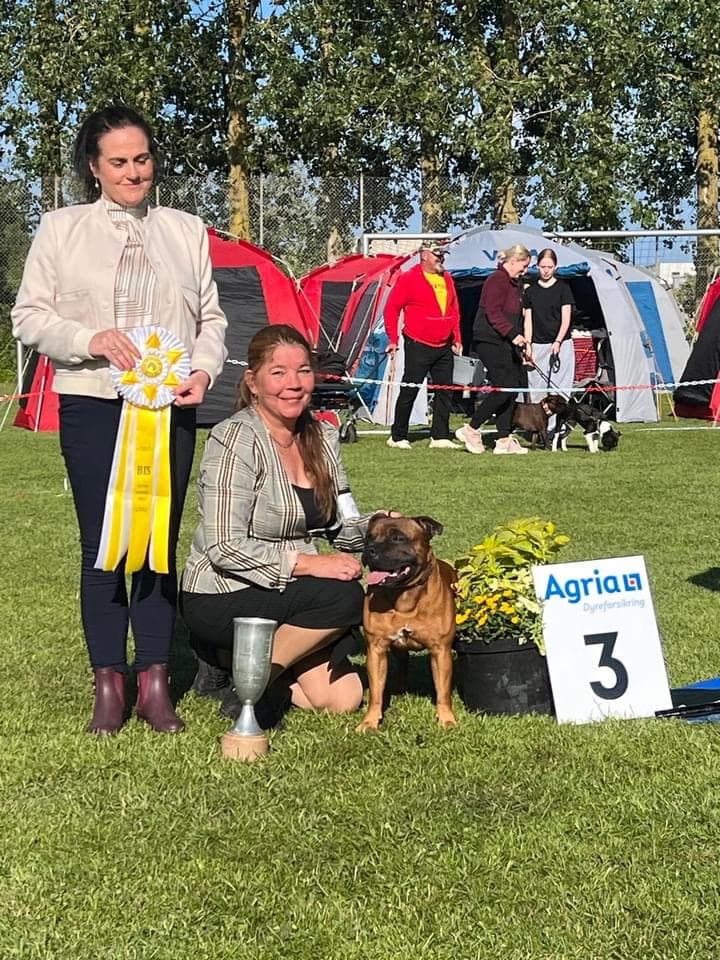 Vinder af Bedst dansk opdrættet hanhund 2024