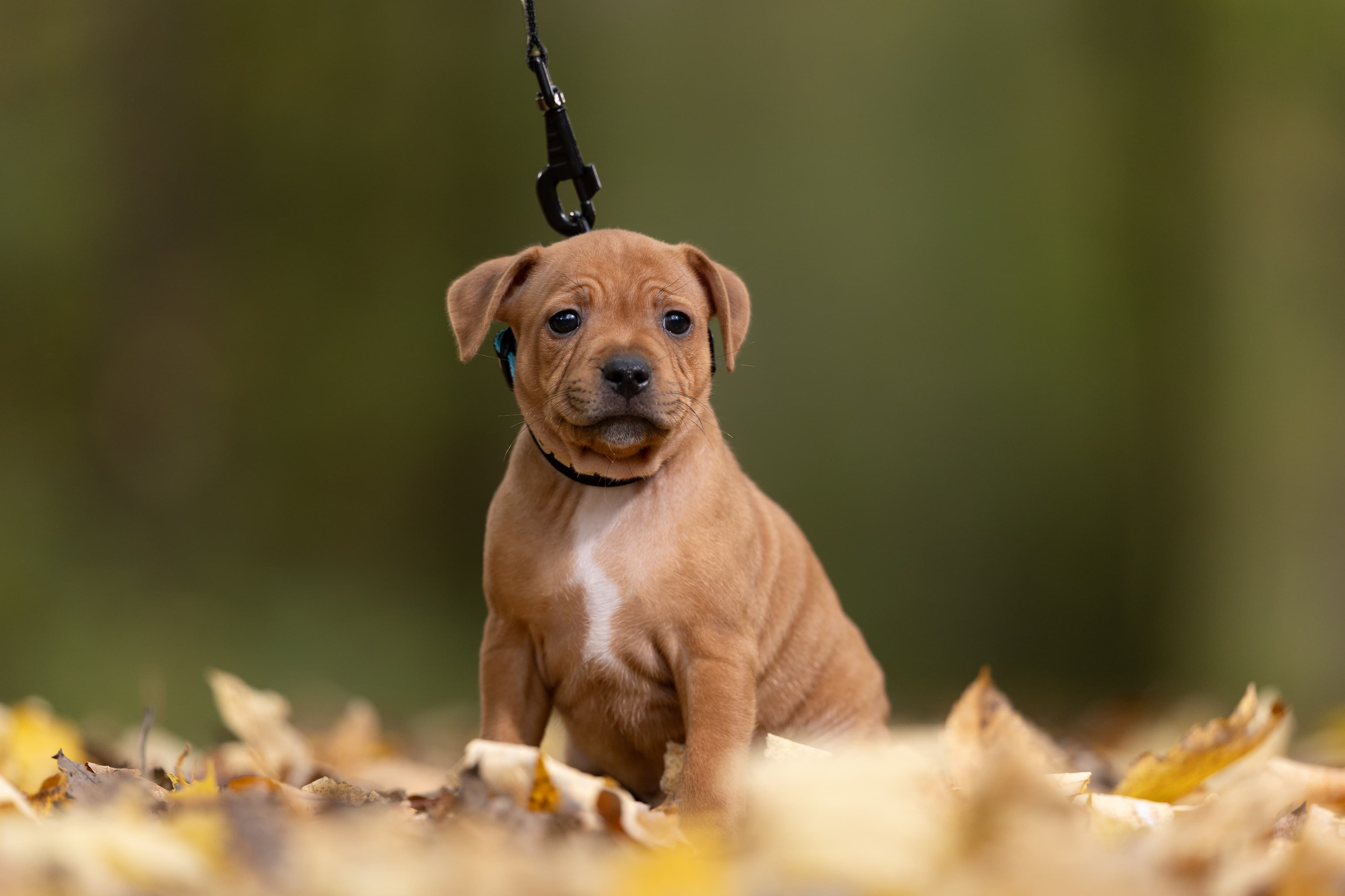 Chica’s 1 kuld - Billede 1