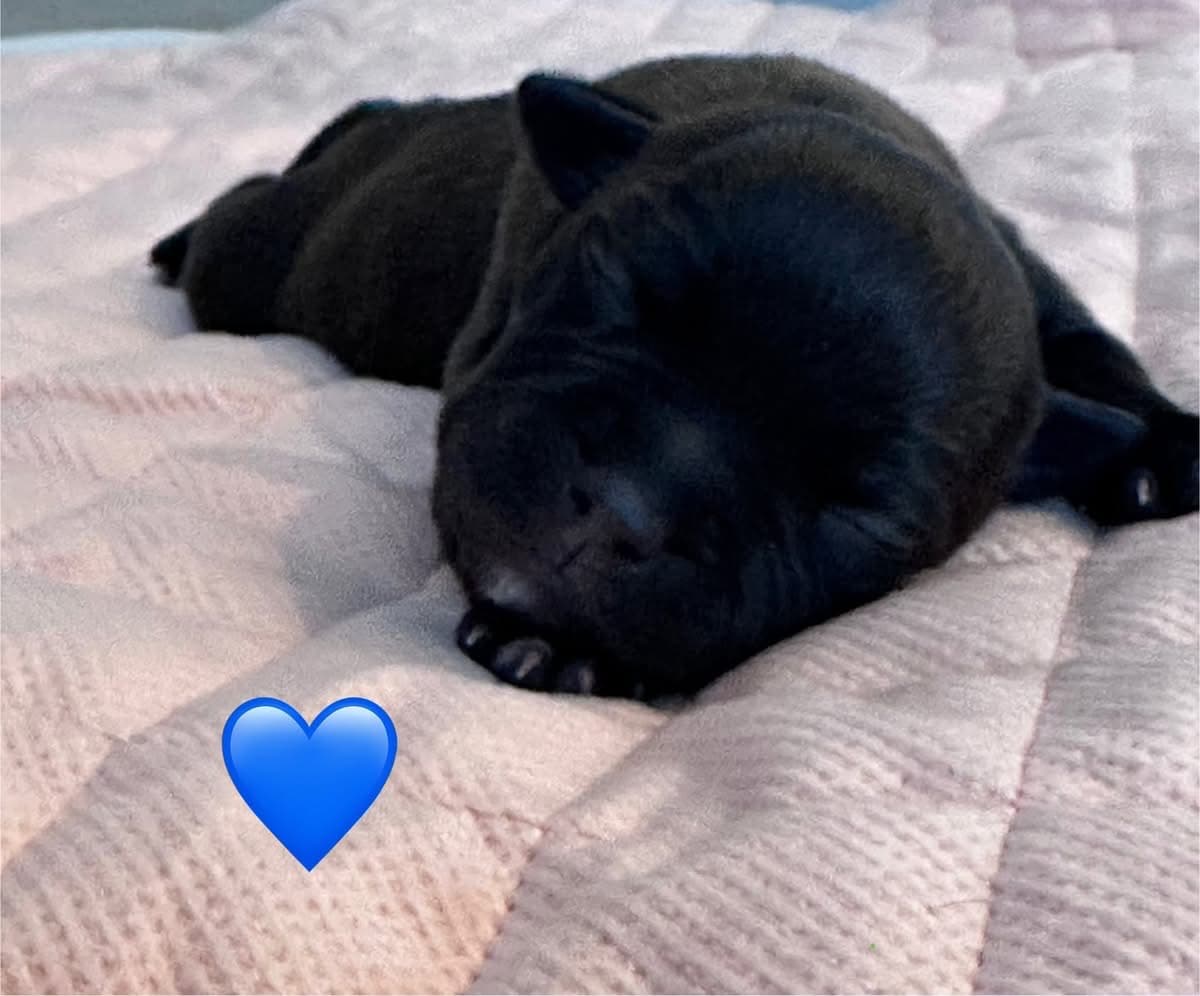 Coco’s 2 kuld - Billede 12