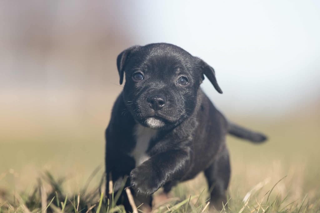 Søde Staffordshire Bull Terrier hvalpe